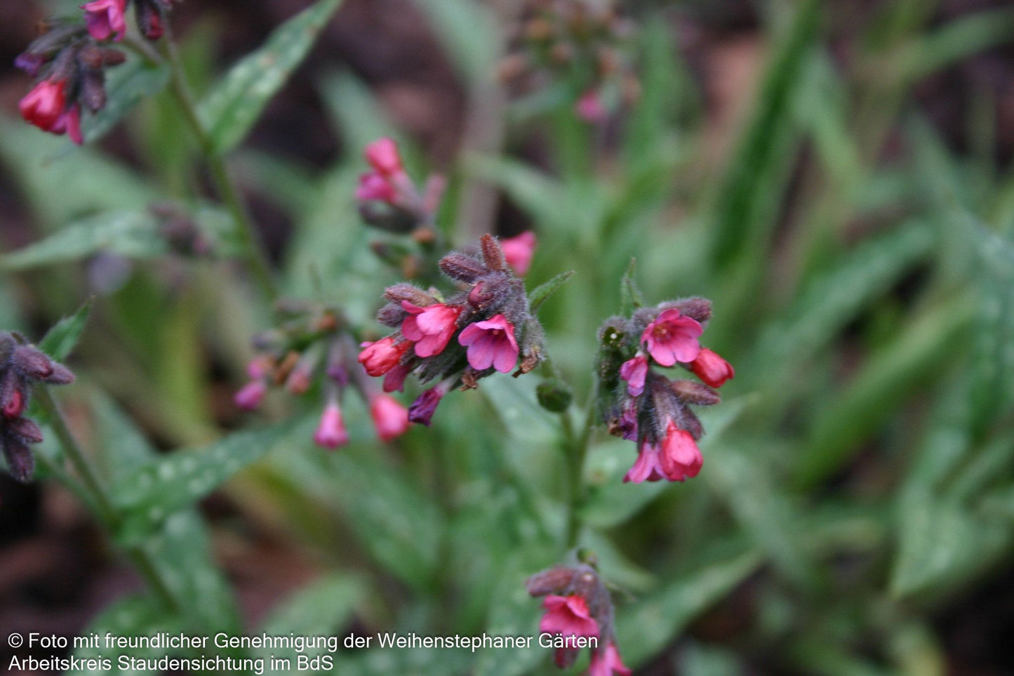 Langblättriges Lungenkraut 'Raspberry Splash' (Pulmonaria longifolia)