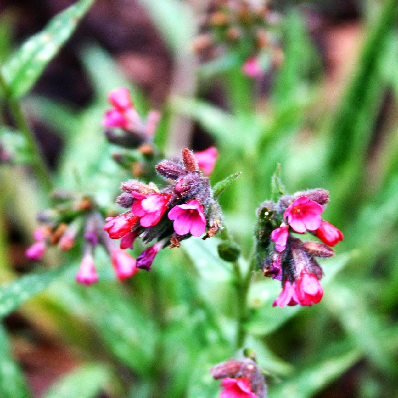 Langblättriges Lungenkraut 'Raspberry Splash' (Pulmonaria longifolia)