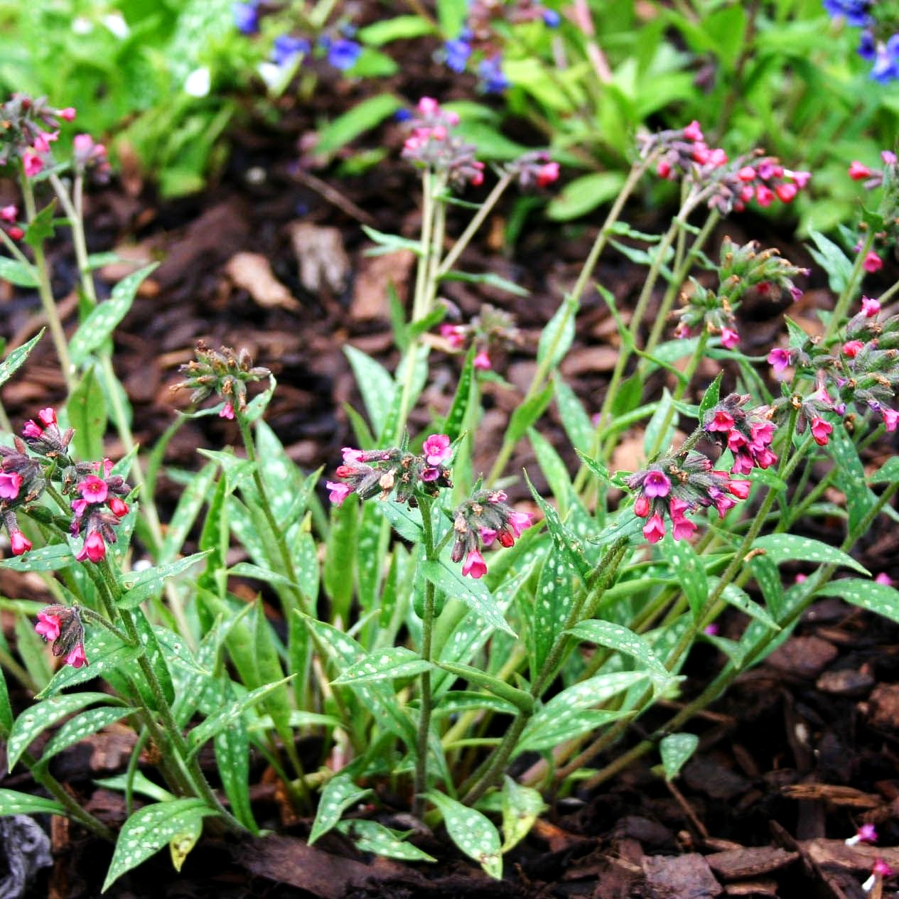 Langblättriges Lungenkraut 'Raspberry Splash' (Pulmonaria longifolia)