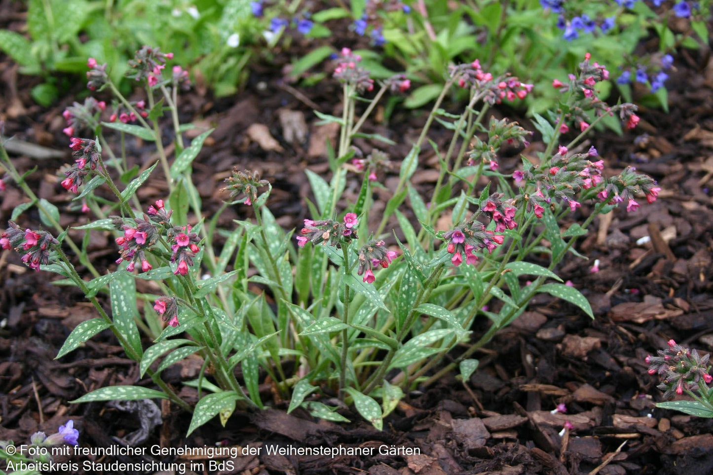 Langblättriges Lungenkraut 'Raspberry Splash' (Pulmonaria longifolia)