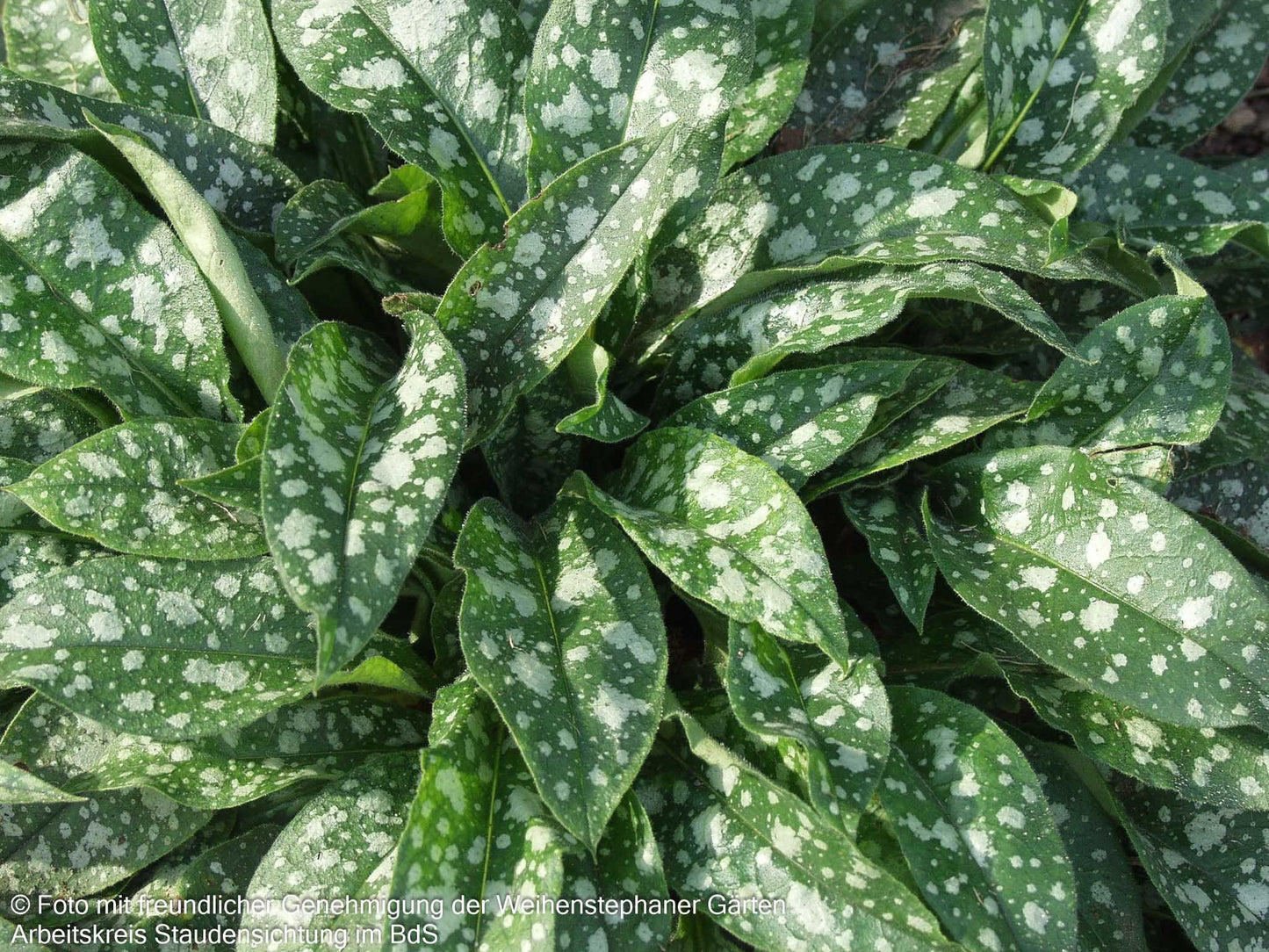 Langblättriges Lungenkraut 'Raspberry Splash' (Pulmonaria longifolia)