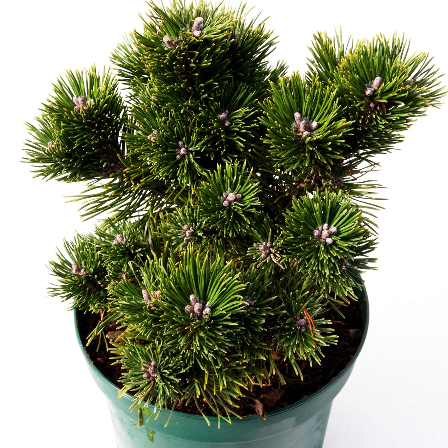 Langlebige Kiefer 'Sherwood Compact' (Pinus longaeva)