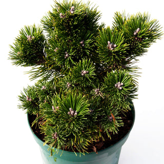 Langlebige Kiefer 'Sherwood Compact' (Pinus longaeva)