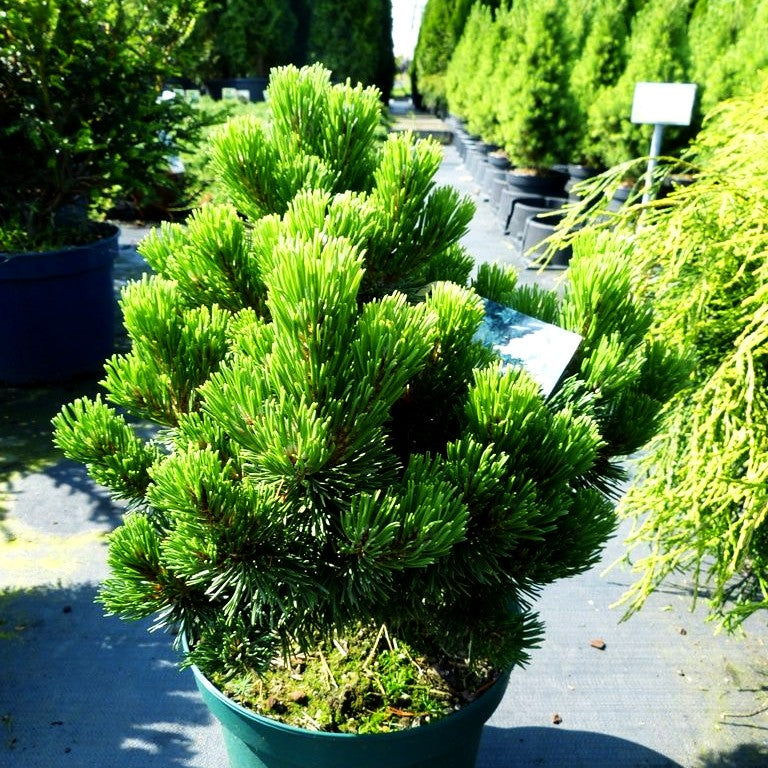 Langlebige Kiefer 'Sherwood Compact' (Pinus longaeva)