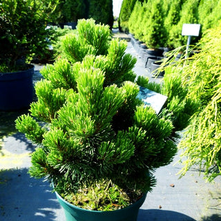 Langlebige Kiefer 'Sherwood Compact' (Pinus longaeva)