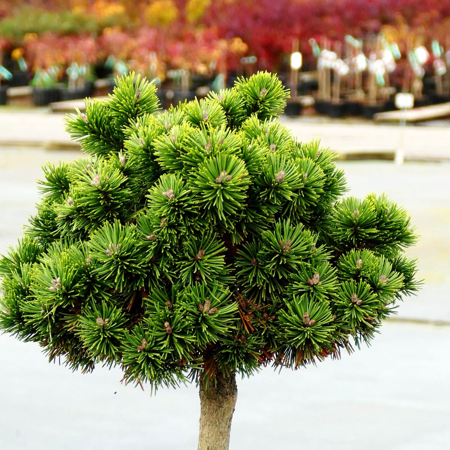 Langlebige Kiefer 'Sherwood Compact' (Pinus longaeva)