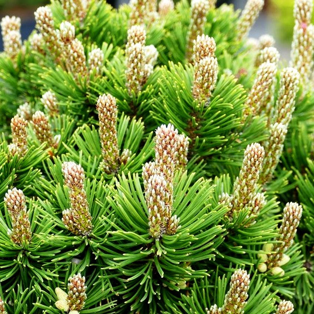 Langlebige Kiefer 'Sherwood Compact' (Pinus longaeva)