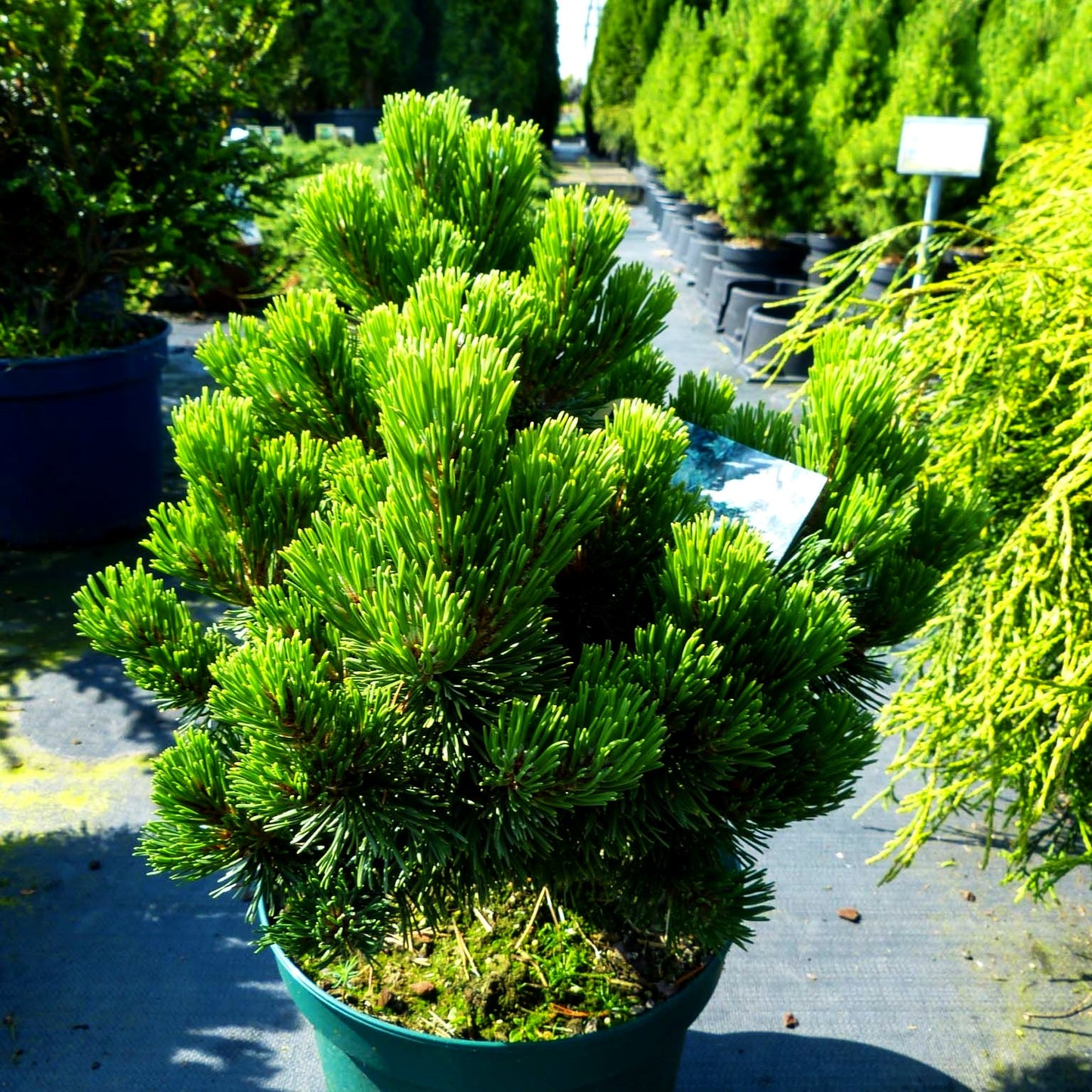 Langlebige Kiefer 'Sherwood Compact' (Pinus longaeva)