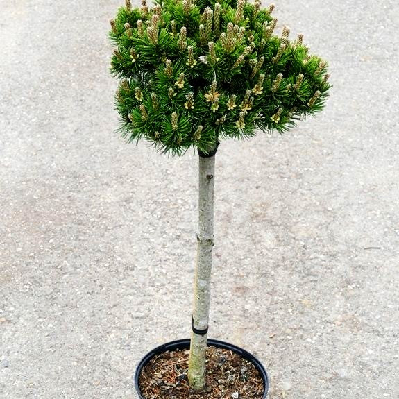 Langlebige Kiefer 'Sherwood Compact' (Pinus longaeva)