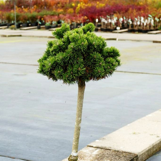 Langlebige Kiefer 'Sherwood Compact' (Pinus longaeva)