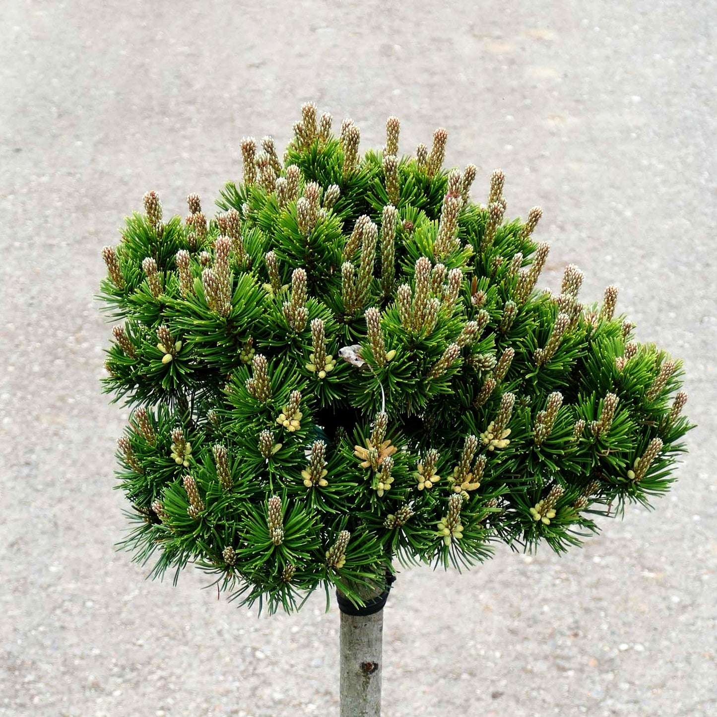 Langlebige Kiefer 'Sherwood Compact' (Pinus longaeva)