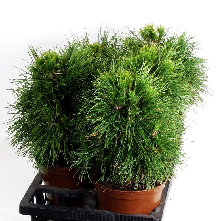 Langnadlige Kugel-Kiefer 'Varella' (Pinus mugo)