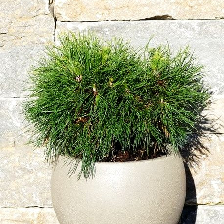 Langnadlige Kugel-Kiefer 'Varella' (Pinus mugo)