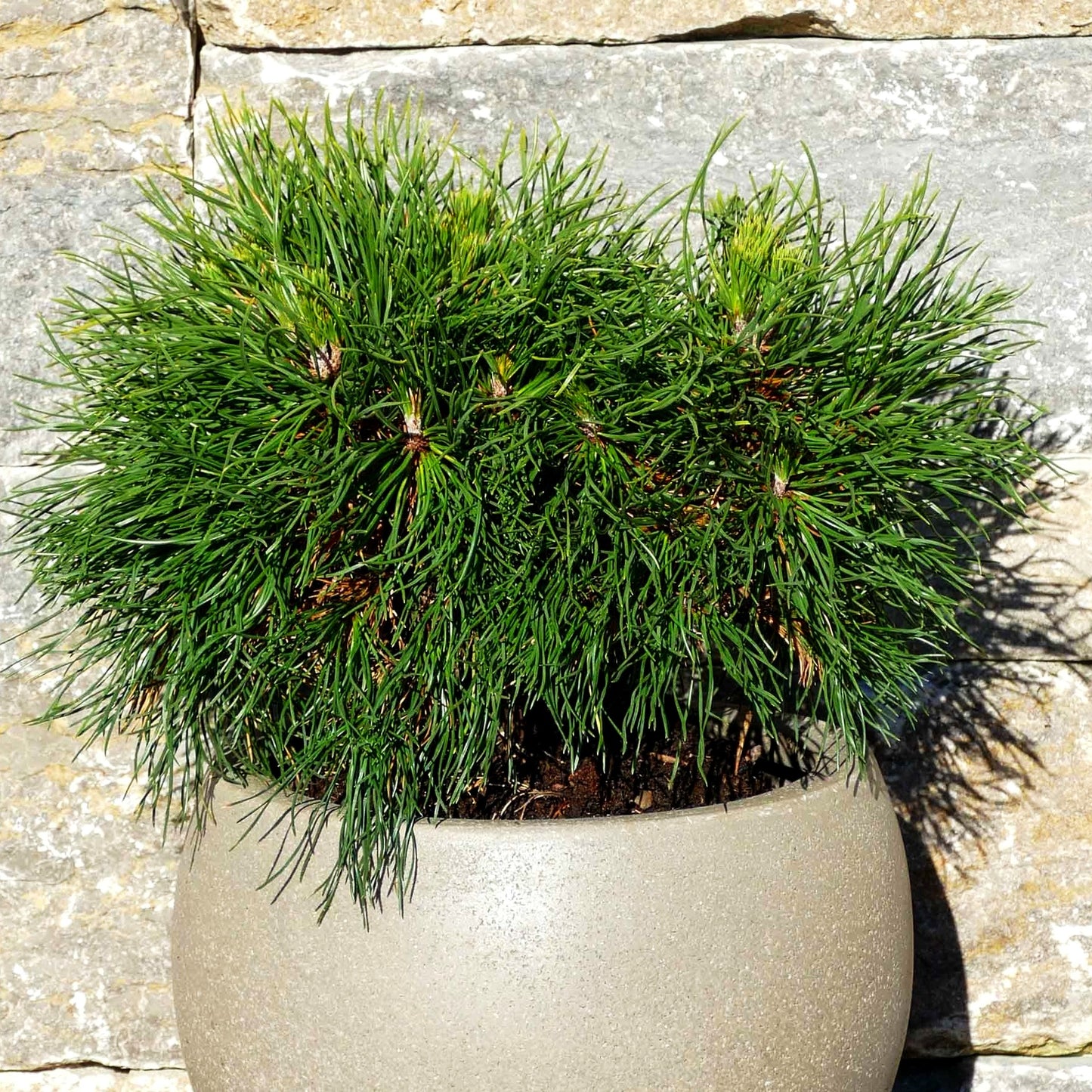 Langnadlige Kugel-Kiefer 'Varella' (Pinus mugo)
