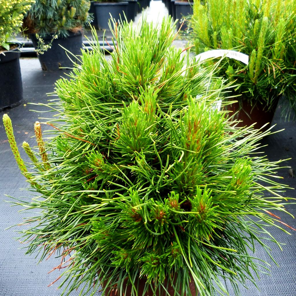 Langnadlige Kugel-Kiefer 'Varella' (Pinus mugo)