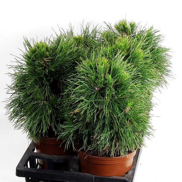 Langnadlige Kugel-Kiefer 'Varella' (Pinus mugo)