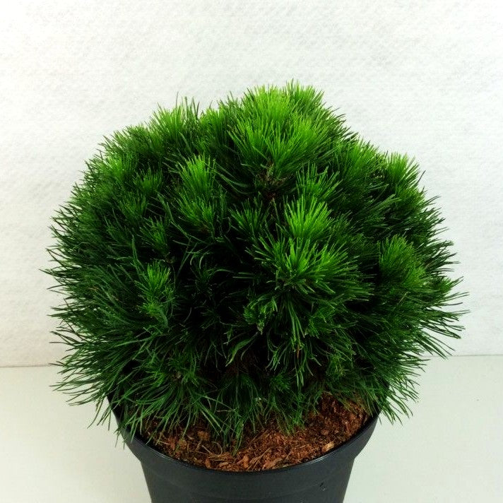 Langnadlige Kugel-Kiefer 'Varella' (Pinus mugo)