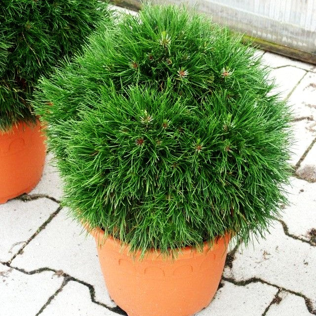 Langnadlige Kugel-Kiefer 'Varella' (Pinus mugo)