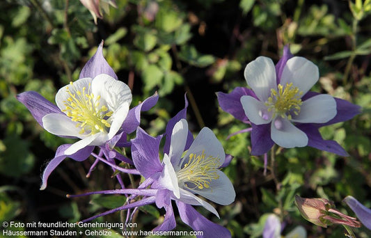 Langspornige Akelei 'Blue Star' (Aquilegia caerulea)
