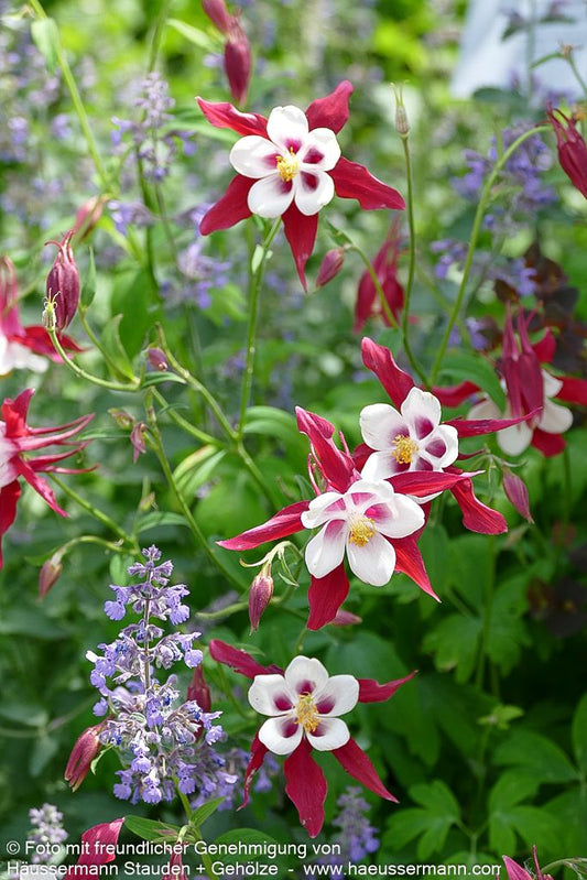 Langspornige Akelei 'Crimson Star' (Aquilegia caerulea)