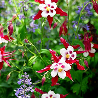 Langspornige Akelei 'Crimson Star' (Aquilegia caerulea)