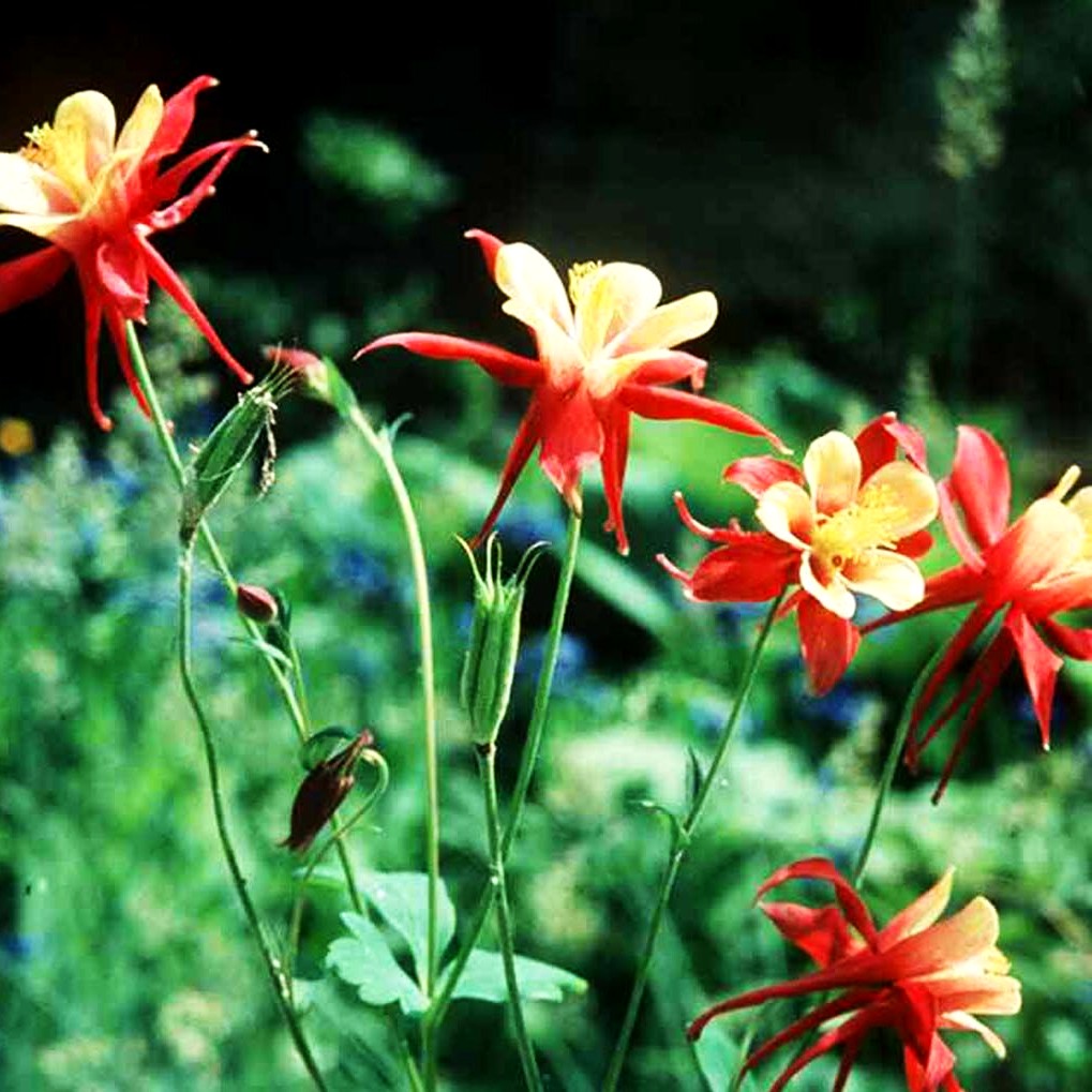 Langspornige Akelei 'Koralle' (Aquilegia caerulea)