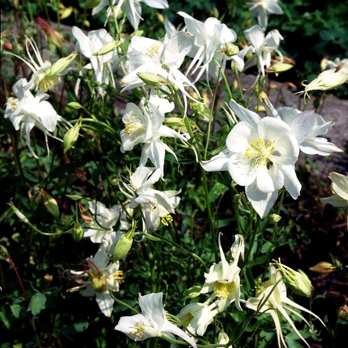 Langspornige Akelei 'Kristall' (Aquilegia caerulea)