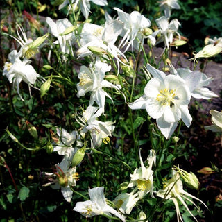 Langspornige Akelei 'Kristall' (Aquilegia caerulea)