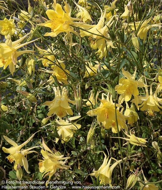 Langspornige Akelei 'Maxistar' (Aquilegia caerulea)