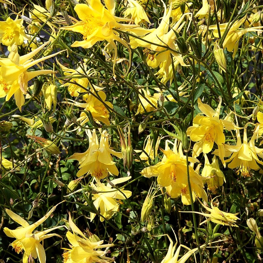 Langspornige Akelei 'Maxistar' (Aquilegia caerulea)