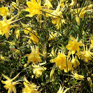 Langspornige Akelei 'Maxistar' (Aquilegia caerulea)