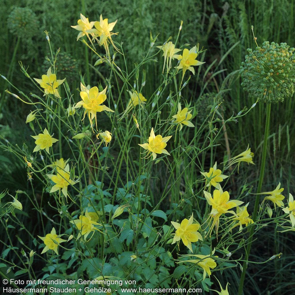 Langspornige Akelei 'Maxistar' (Aquilegia caerulea)