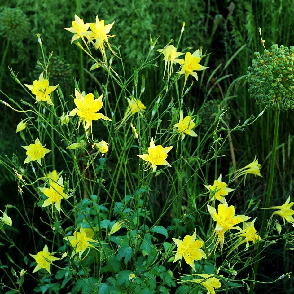 Langspornige Akelei 'Maxistar' (Aquilegia caerulea)