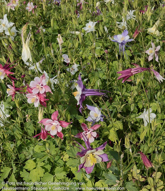 Langspornige Akelei 'McKana' (Aquilegia x cult.)