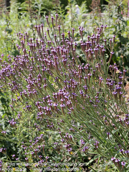 Lanzen-Eisenkraut 'Blue Spires' (Verbena hastata)