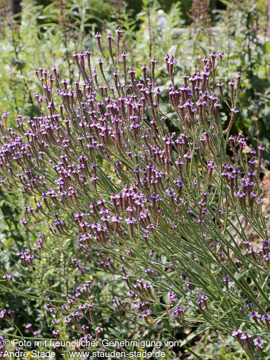 Lanzen-Eisenkraut 'Blue Spires' (Verbena hastata)