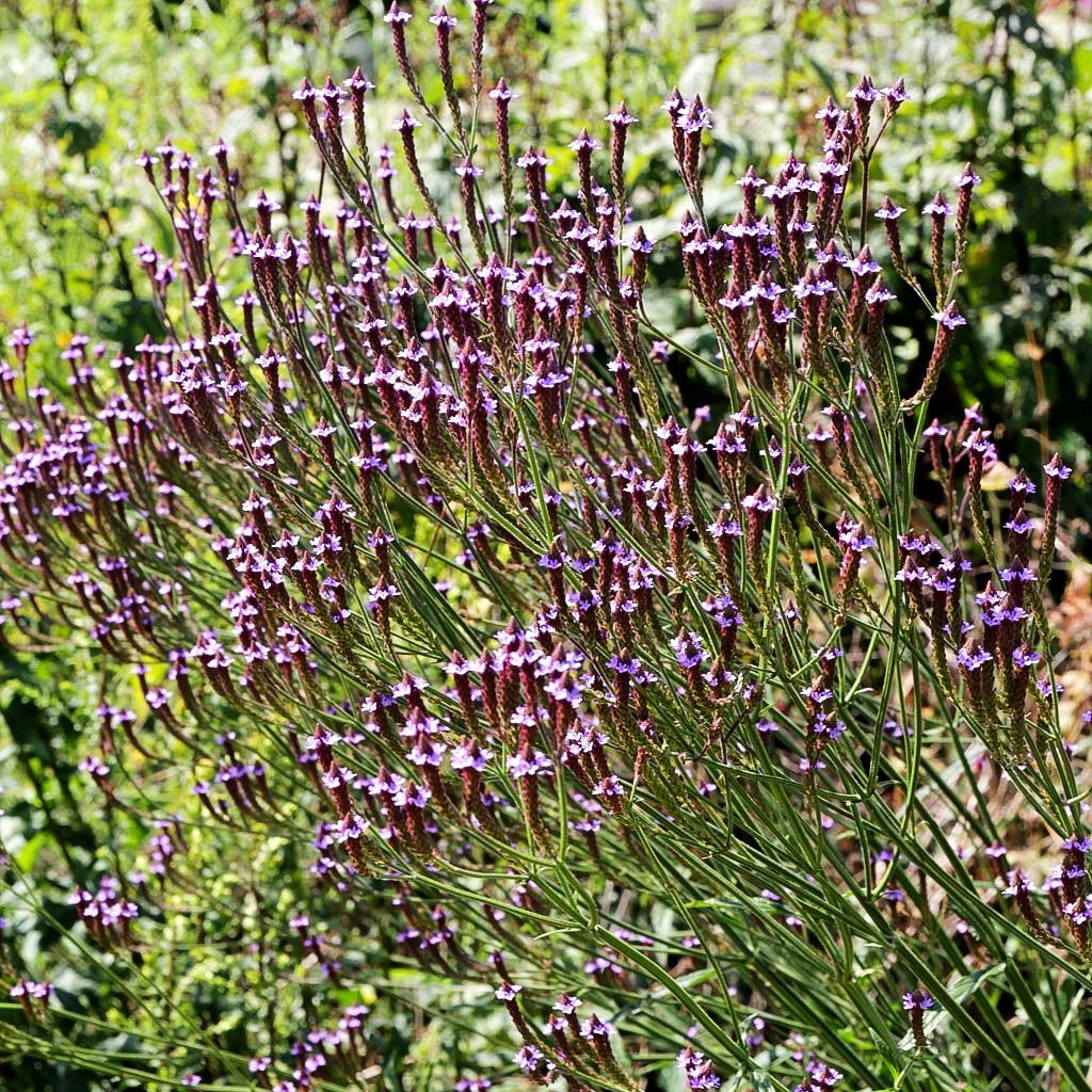 Lanzen-Eisenkraut 'Blue Spires' (Verbena hastata)