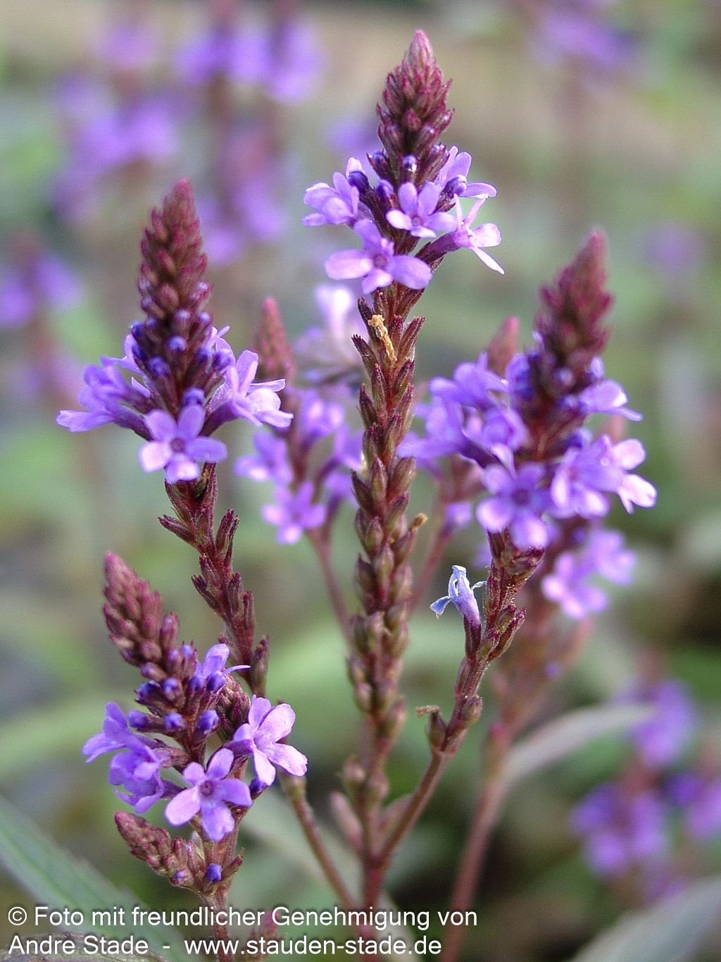Lanzen-Eisenkraut 'Blue Spires' (Verbena hastata)