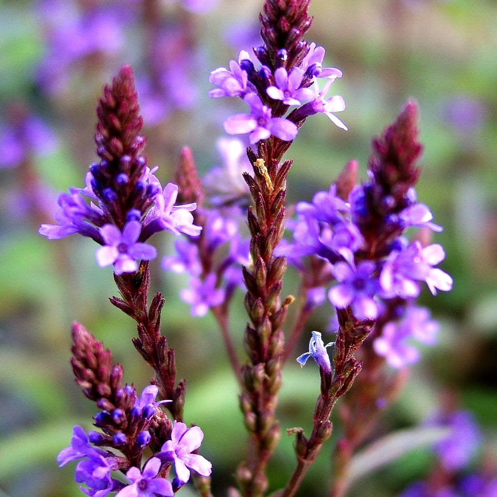 Lanzen-Eisenkraut 'Blue Spires' (Verbena hastata)