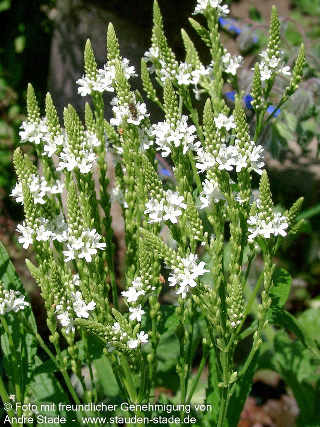 Lanzen-Eisenkraut 'White Spires' (Verbena hastata)