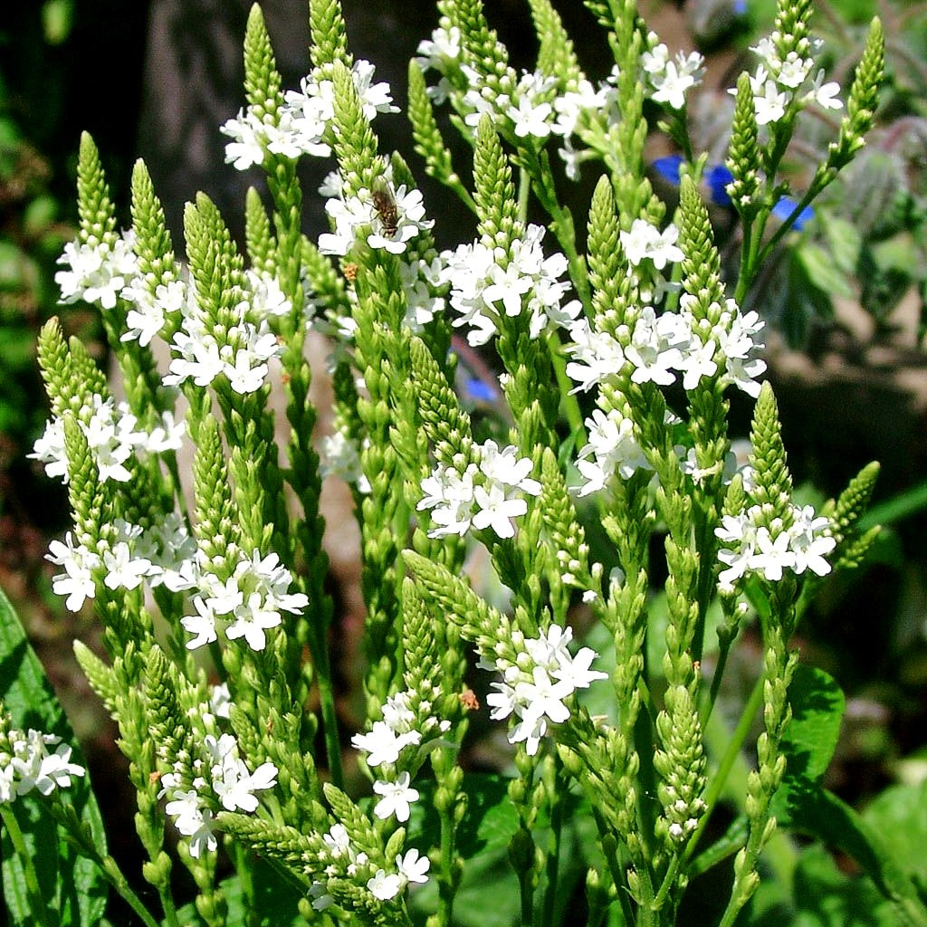 Lanzen-Eisenkraut 'White Spires' (Verbena hastata)