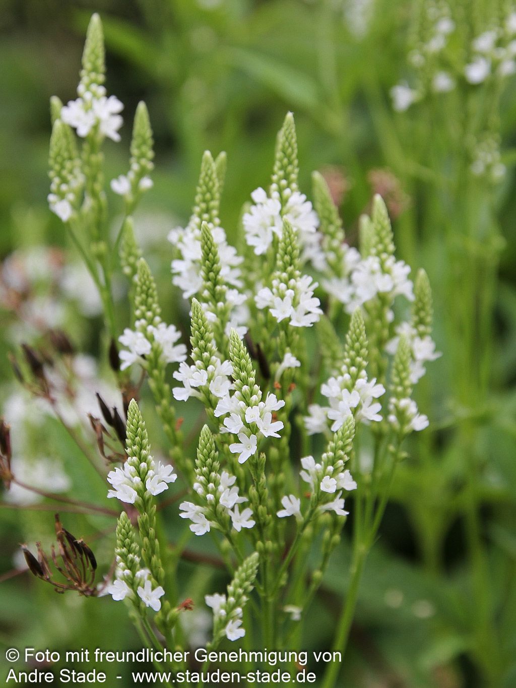 Lanzen-Eisenkraut 'White Spires' (Verbena hastata)