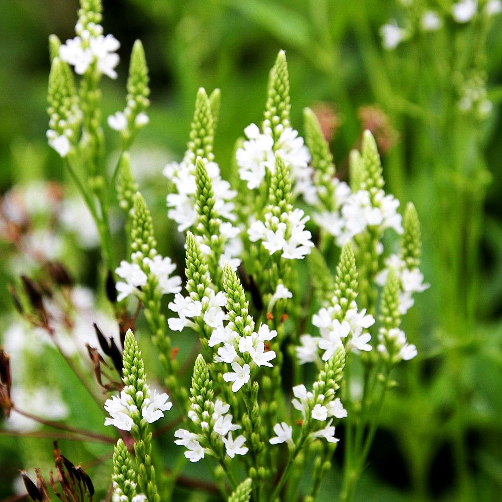 Lanzen-Eisenkraut 'White Spires' (Verbena hastata)