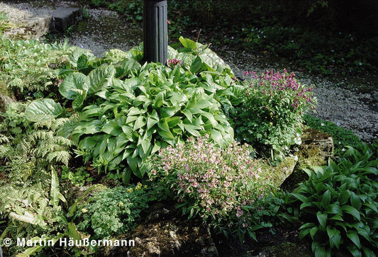 Lanzen-Funkie (Hosta lancifolia)