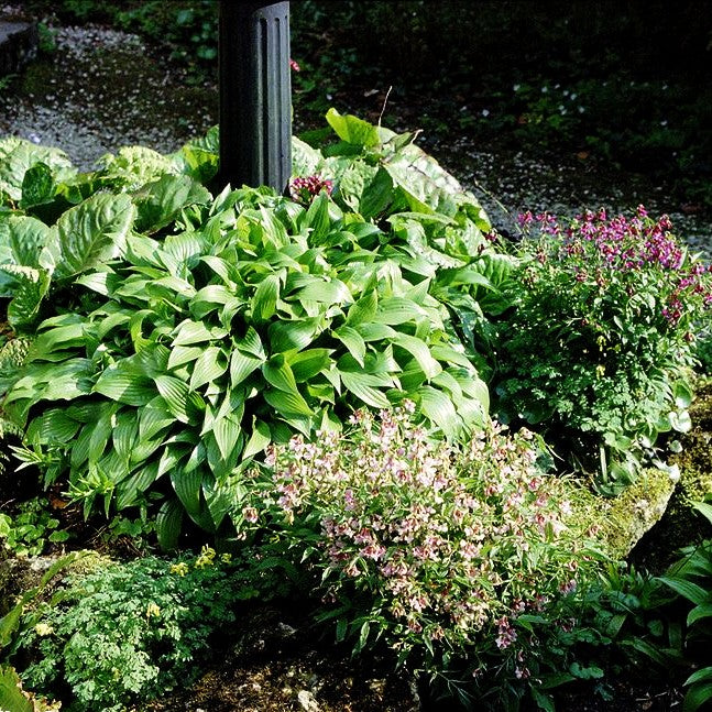 Lanzen-Funkie (Hosta lancifolia)