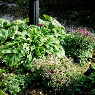 Lanzen-Funkie (Hosta lancifolia)