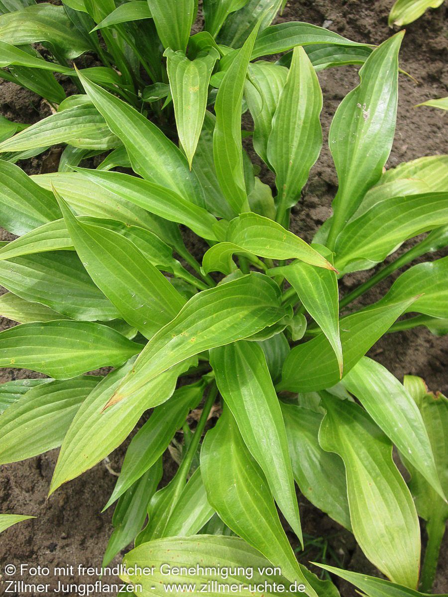 Lanzen-Funkie (Hosta lancifolia)