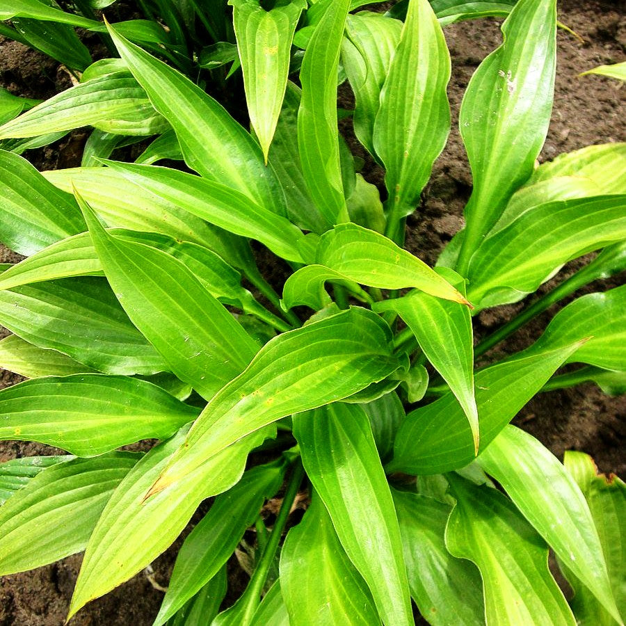 Lanzen-Funkie (Hosta lancifolia)