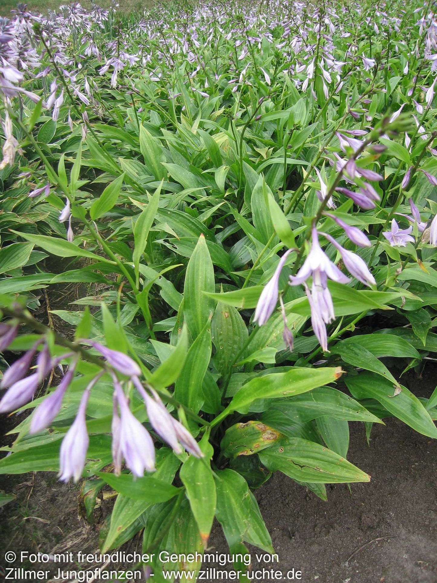 Lanzen-Funkie (Hosta lancifolia)
