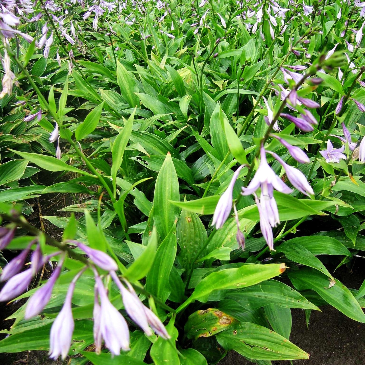 Lanzen-Funkie (Hosta lancifolia)